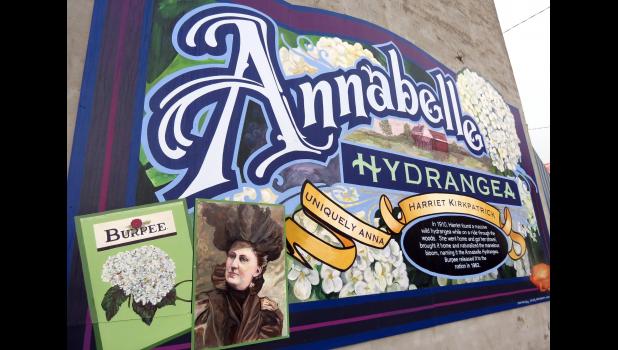 The story of the Annabelle hydrangea is featured on a mural on a building along South Main Street in downtown Anna. File photo.